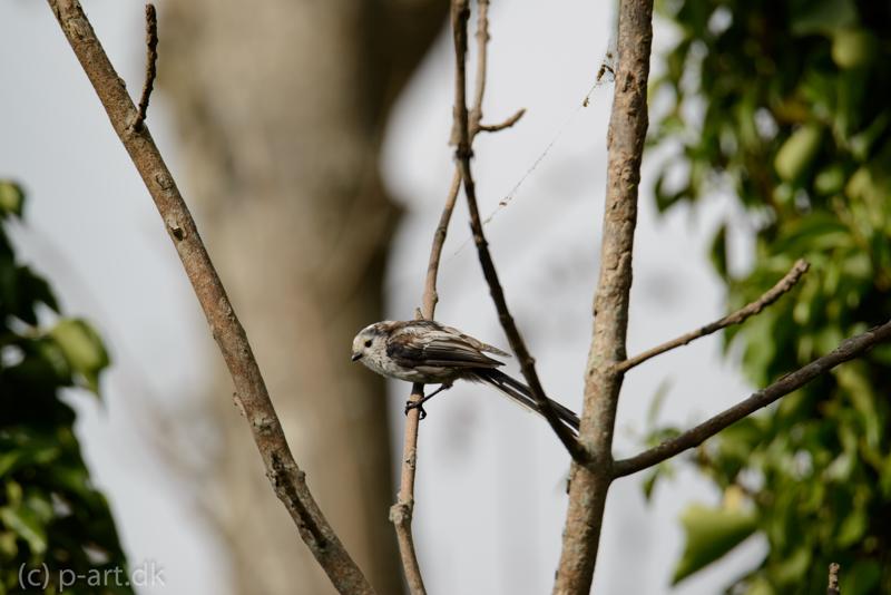  20140803_PB8_1374.JPG </br ><small> 2014-08-03 17:01</br >NIKON D800 + 150.0-600.0 mm f/5.0-6.3<br /> 500mm 1/1000s f/8 ISO 280</small>