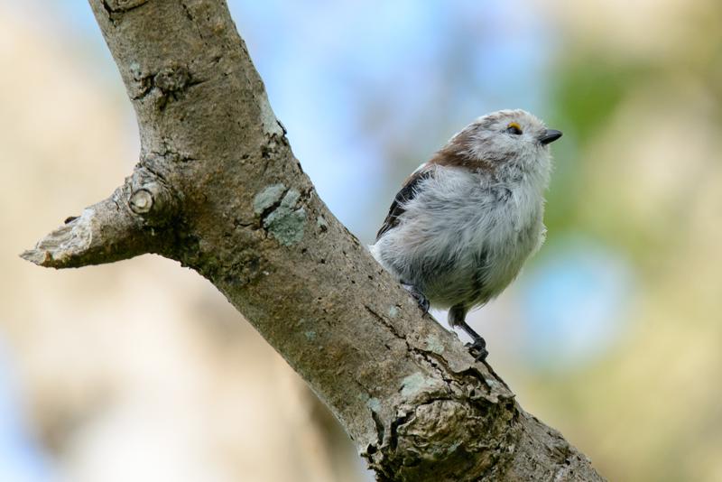  20140803_PB8_1375.JPG </br ><small> 2014-08-03 17:01</br >NIKON D800 + 150.0-600.0 mm f/5.0-6.3<br /> 500mm 1/1000s f/8 ISO 560</small>