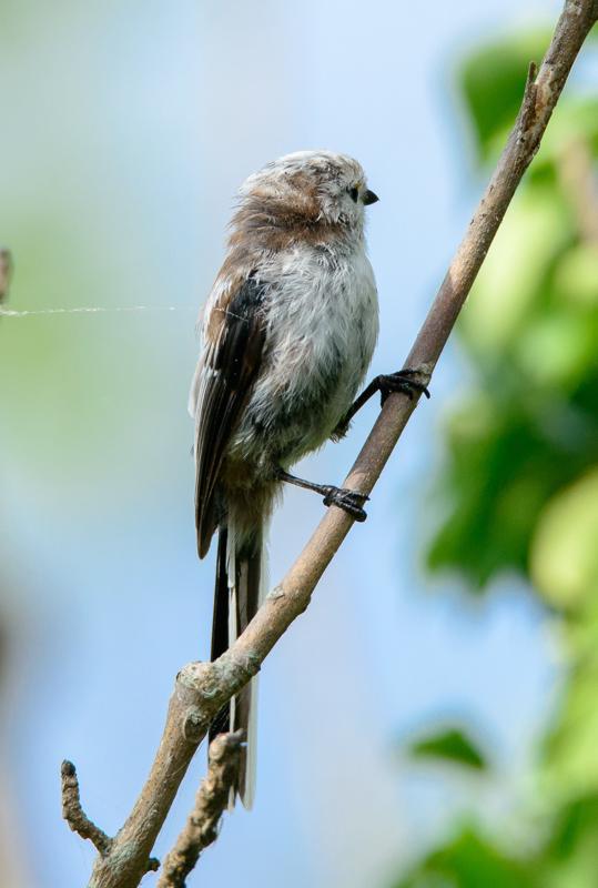  20140803_PB8_1376.JPG </br ><small> 2014-08-03 17:01</br >NIKON D800 + 150.0-600.0 mm f/5.0-6.3<br /> 500mm 1/1000s f/8 ISO 500</small>