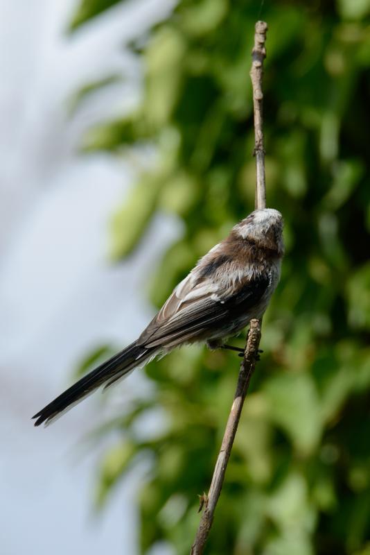  20140803_PB8_1377.JPG </br ><small> 2014-08-03 17:01</br >NIKON D800 + 150.0-600.0 mm f/5.0-6.3<br /> 500mm 1/1000s f/8 ISO 450</small>