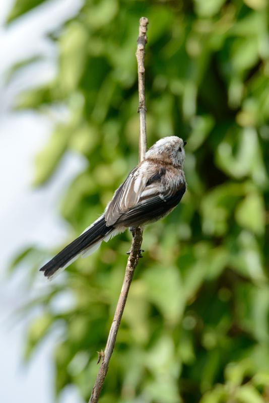  20140803_PB8_1378.JPG </br ><small> 2014-08-03 17:01</br >NIKON D800 + 150.0-600.0 mm f/5.0-6.3<br /> 500mm 1/1000s f/8 ISO 500</small>