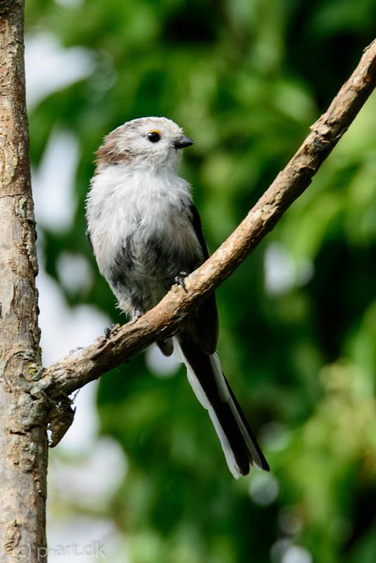  20140803_PB8_1380.JPG </br ><small> 2014-08-03 17:01</br >NIKON D800 + 150.0-600.0 mm f/5.0-6.3<br /> 500mm 1/1000s f/8 ISO 640</small>