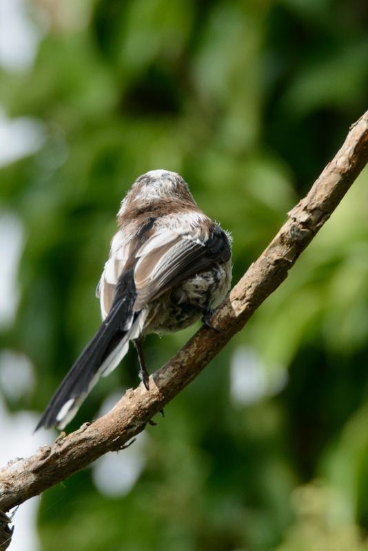  20140803_PB8_1382.JPG </br ><small> 2014-08-03 17:01</br >NIKON D800 + 150.0-600.0 mm f/5.0-6.3<br /> 500mm 1/1000s f/8 ISO 720</small>