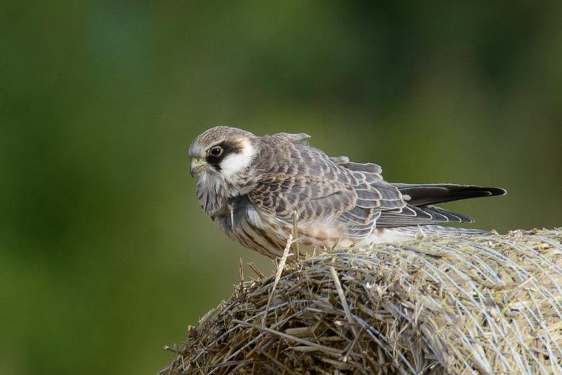  20150906_PB8_2676-2.JPG </br ><small> 2015-09-06 16:43</br >NIKON D800 + 150.0-600.0 mm f/5.0-6.3<br /> 600mm 1/800s f/8 ISO 400</small>