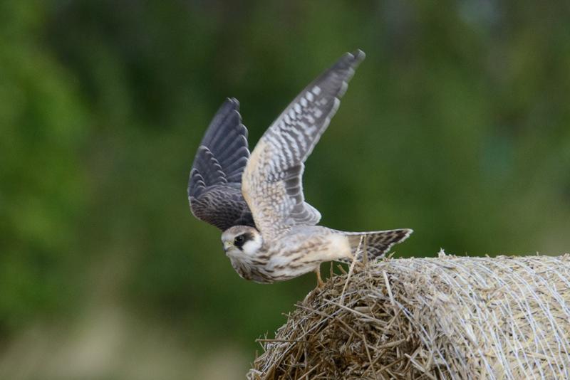  20150906_PB8_2690.JPG </br ><small> 2015-09-06 16:45</br >NIKON D800 + 150.0-600.0 mm f/5.0-6.3<br /> 500mm 1/800s f/9 ISO 900</small>