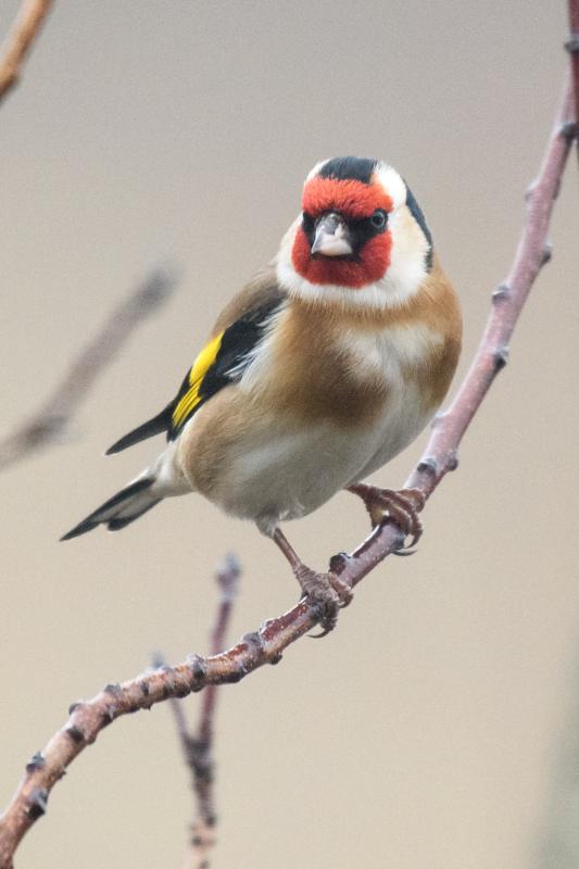  20170204-PB5_4515.JPG </br ><small> 2017-02-04 10:24</br >NIKON D500 + 200.0-500.0 mm f/5.6<br /> 500mm 1/400s f/5.6 ISO 2800</small>