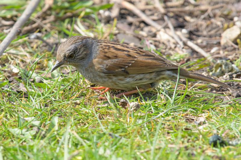  20170331-PB5_4925.JPG </br ><small> 2017-03-31 12:45</br >NIKON D500 + 200.0-500.0 mm f/5.6<br /> 500mm 1/500s f/8 ISO 1000</small>