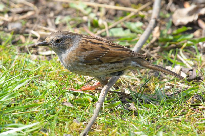  20170331-PB5_4930.JPG </br ><small> 2017-03-31 12:45</br >NIKON D500 + 200.0-500.0 mm f/5.6<br /> 500mm 1/320s f/8 ISO 640</small>