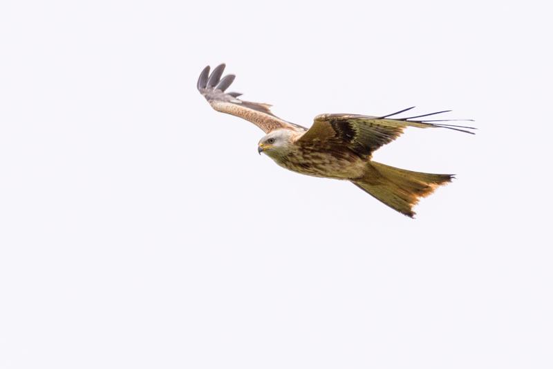  20170421-PB5_5157.JPG </br ><small> 2017-04-21 15:52</br >NIKON D500 + 200.0-500.0 mm f/5.6<br /> 500mm 1/800s f/5.6 ISO 200</small>