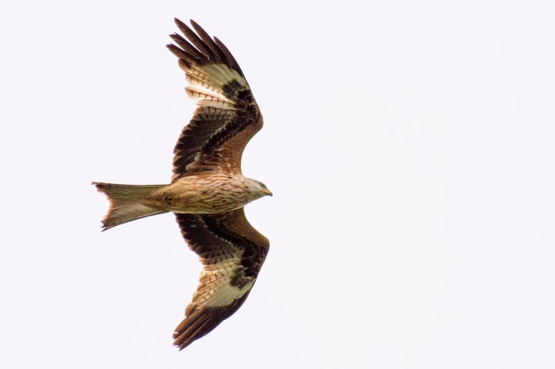  20170421-PB5_5203.JPG </br ><small> 2017-04-21 15:53</br >NIKON D500 + 200.0-500.0 mm f/5.6<br /> 500mm 1/800s f/5.6 ISO 200</small>