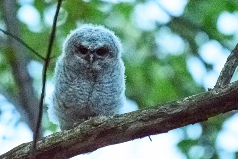  20170512-PB5_6180.JPG </br ><small> 2017-05-12 21:45</br >NIKON D500 + 200.0-500.0 mm f/5.6<br /> 480mm 1/15s f/5.6 ISO 40000</small>