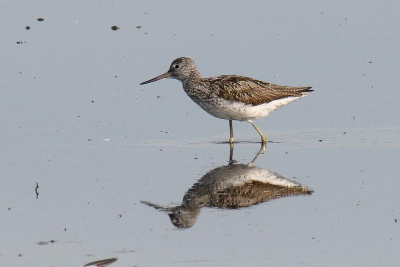  20170622-PB5_7081.JPG </br ><small> 2017-06-22 08:50</br >NIKON D500 + 200.0-500.0 mm f/5.6<br /> 500mm 1/500s f/8 ISO 125</small>