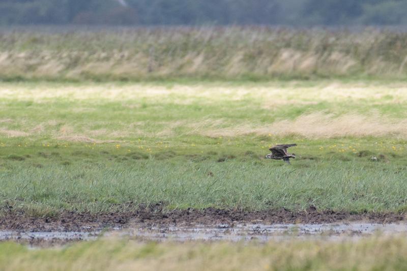  20170819-PB5_7981.JPG </br ><small> 2017-08-19 15:05</br >NIKON D500 + 200.0-500.0 mm f/5.6<br /> 500mm 1/1250s f/5.6 ISO 560</small>