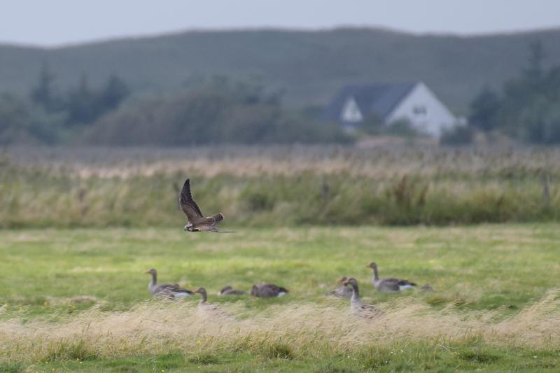  20170819-PB5_7988.JPG </br ><small> 2017-08-19 15:05</br >NIKON D500 + 200.0-500.0 mm f/5.6<br /> 500mm 1/1250s f/5.6 ISO 400</small>