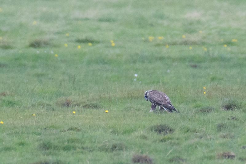  20170819-PB5_8002.JPG </br ><small> 2017-08-19 15:10</br >NIKON D500 + 200.0-500.0 mm f/5.6<br /> 850mm 1/1000s f/10 ISO 3600</small>