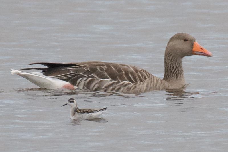  20170909-PB5_8753.JPG </br ><small> 2017-09-09 18:52</br >NIKON D500 + 200.0-500.0 mm f/5.6<br /> 500mm 1/500s f/5.6 ISO 1100</small>