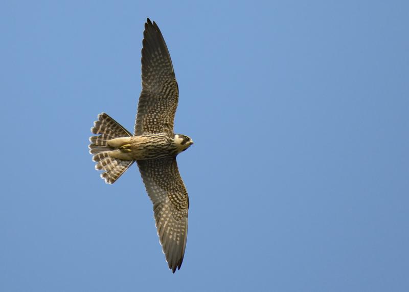  20170924-PB5_9174.JPG </br ><small> 2017-09-24 14:48</br >NIKON D500 + 200.0-500.0 mm f/5.6<br /> 500mm 1/1000s f/5.6 ISO 140</small>