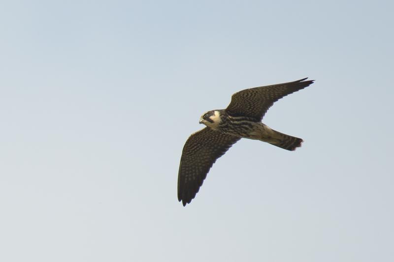  20170924-PB5_9183.JPG </br ><small> 2017-09-24 14:48</br >NIKON D500 + 200.0-500.0 mm f/5.6<br /> 500mm 1/1000s f/5.6 ISO 100</small>