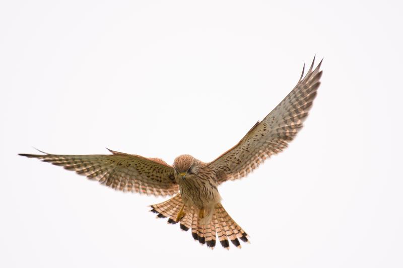  20171014-PB5_9262.JPG </br ><small> 2017-10-14 15:00</br >NIKON D500 + 200.0-500.0 mm f/5.6<br /> 480mm 1/1000s f/5.6 ISO 200</small>