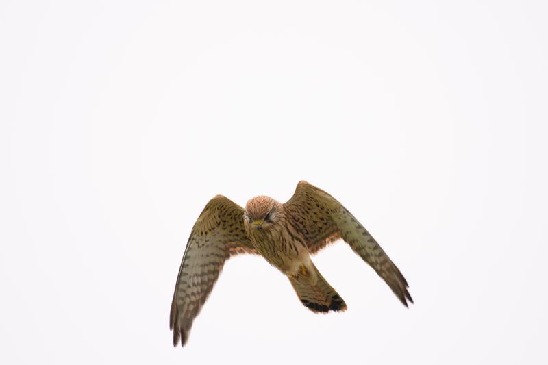  20171014-PB5_9268.JPG </br ><small> 2017-10-14 15:00</br >NIKON D500 + 200.0-500.0 mm f/5.6<br /> 480mm 1/1600s f/5.6 ISO 320</small>