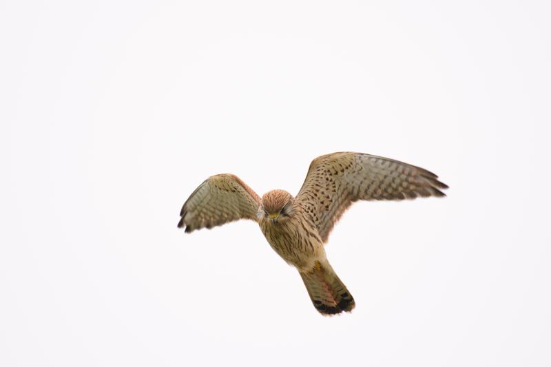  20171014-PB5_9269.JPG </br ><small> 2017-10-14 15:00</br >NIKON D500 + 200.0-500.0 mm f/5.6<br /> 480mm 1/1600s f/5.6 ISO 320</small>