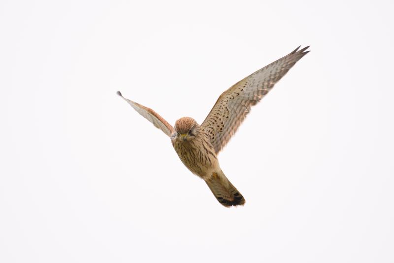  20171014-PB5_9270.JPG </br ><small> 2017-10-14 15:00</br >NIKON D500 + 200.0-500.0 mm f/5.6<br /> 480mm 1/1600s f/5.6 ISO 320</small>