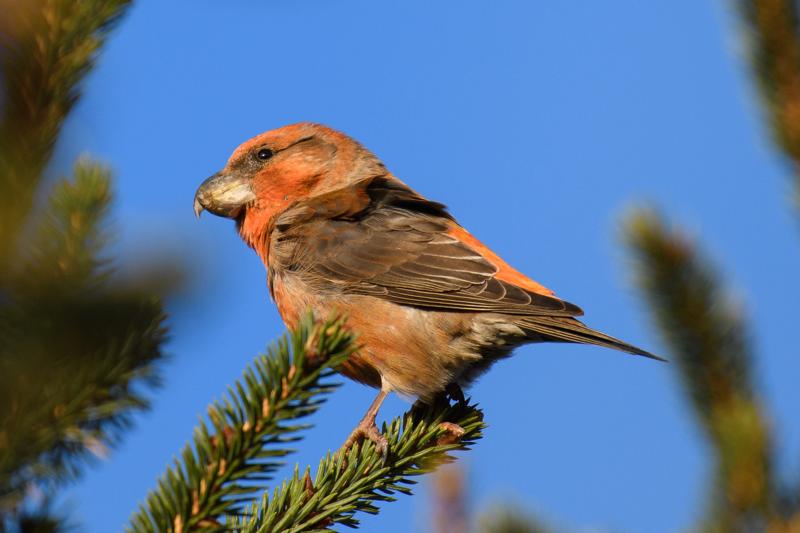  20171118-PB5_9794.JPG </br ><small> 2017-11-18 15:38</br >NIKON D500 + 200.0-500.0 mm f/5.6<br /> 500mm 1/1000s f/5.6 ISO 450</small>