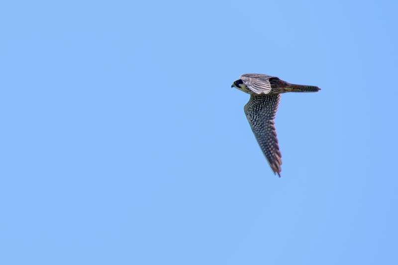  20180510-PB5_2349.JPG </br ><small> 2018-05-10 11:19</br >NIKON D500 + 200.0-500.0 mm f/5.6<br /> 500mm 1/800s f/5.6 ISO 100</small>