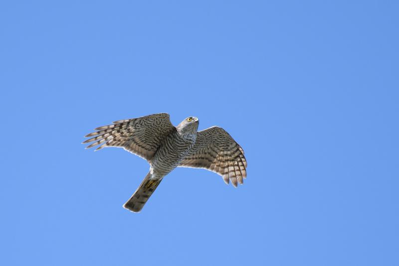  20180510-PB5_2372.JPG </br ><small> 2018-05-10 12:09</br >NIKON D500 + 200.0-500.0 mm f/5.6<br /> 500mm 1/800s f/5.6 ISO 250</small>