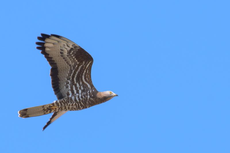  20180510-PB5_2631.JPG </br ><small> 2018-05-10 14:41</br >NIKON D500 + 200.0-500.0 mm f/5.6<br /> 500mm 1/800s f/7.1 ISO 320</small>