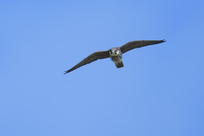  20180908-PB5_5429.JPG </br ><small> 2018-09-08 13:03</br >NIKON D500 + 200.0-500.0 mm f/5.6<br /> 500mm 1/1000s f/5.6 ISO 100</small>