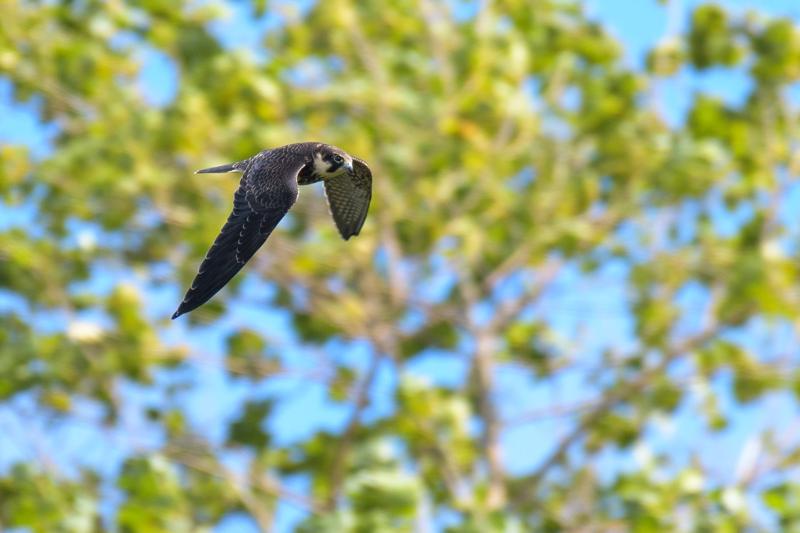  20180908-PB5_5436.JPG </br ><small> 2018-09-08 13:03</br >NIKON D500 + 200.0-500.0 mm f/5.6<br /> 500mm 1/1000s f/5.6 ISO 100</small>