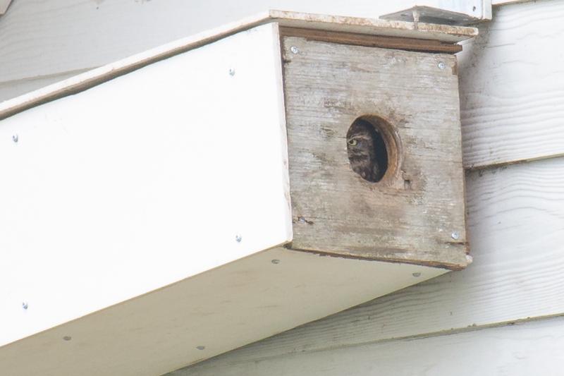  20190428-PB5_7695.JPG </br ><small> 2019-04-28 14:39</br >NIKON D500 + 200.0-500.0 mm f/5.6<br /> 500mm 1/500s f/5.6 ISO 400</small>