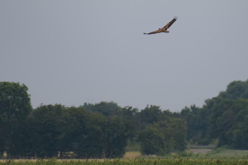  20170727-PB5_7588.JPG </br ><small> 2017-07-27 11:23</br >NIKON D500 + 200.0-500.0 mm f/5.6<br /> 500mm 1/1250s f/5.6 ISO 220</small>