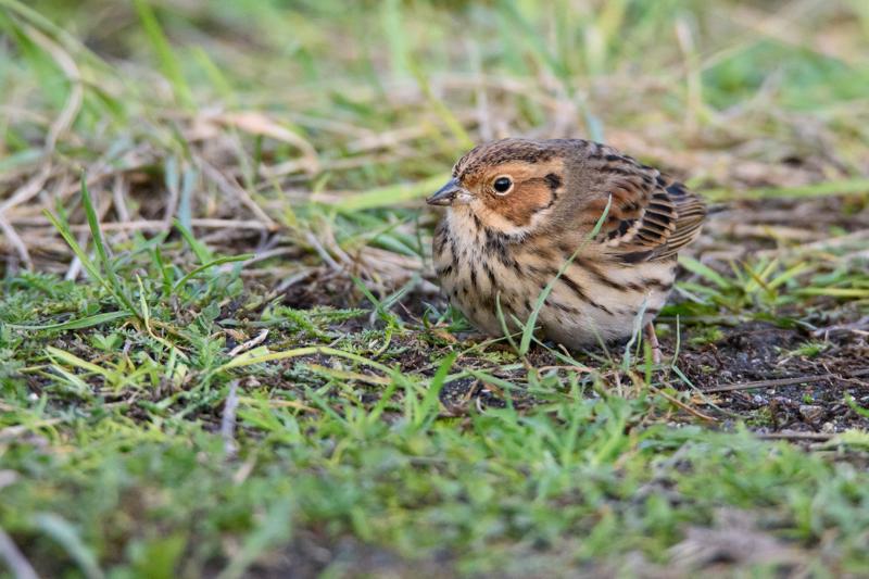  20141129_PB8_5287.JPG </br ><small> 2014-11-29 16:03</br >NIKON D800 + 150.0-600.0 mm f/5.0-6.3<br /> 550mm 1/500s f/8 ISO 4000</small>