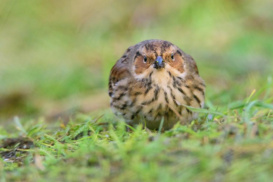 Dværgværling November 2014