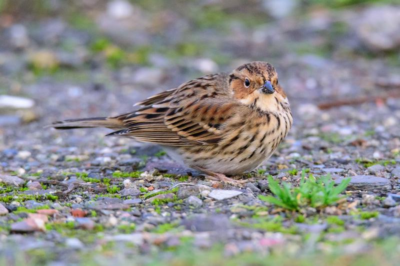  20141129_PB8_5464.JPG </br ><small> 2014-11-29 16:12</br >NIKON D800 + 150.0-600.0 mm f/5.0-6.3<br /> 550mm 1/500s f/8 ISO 5600</small>