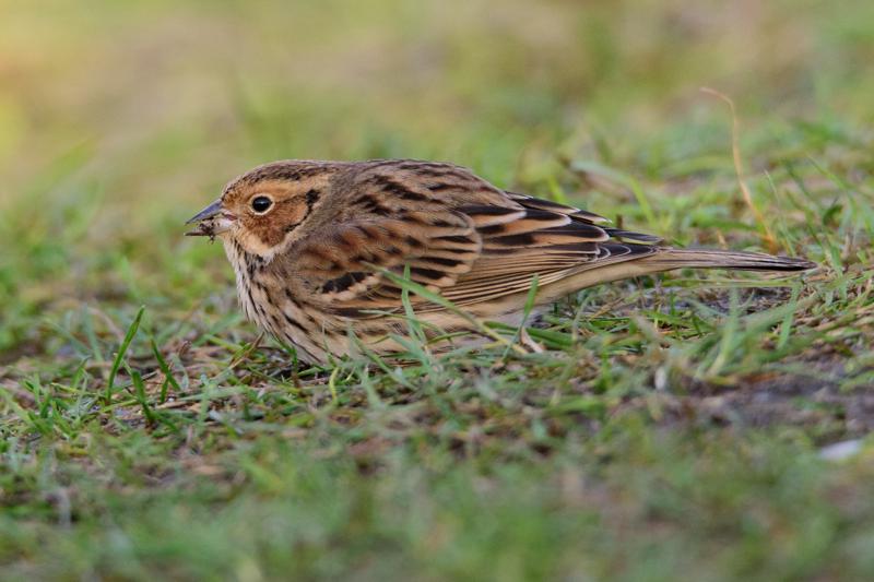  20141129_PB8_5070.JPG </br ><small> 2014-11-29 15:45</br >NIKON D800 + 150.0-600.0 mm f/5.0-6.3<br /> 500mm 1/500s f/8 ISO 2200</small>