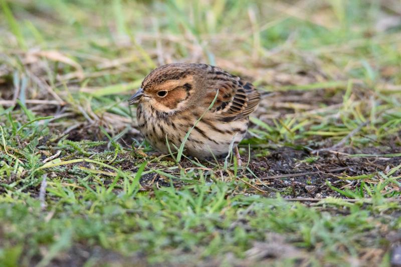  20141129_PB8_5286.JPG </br ><small> 2014-11-29 16:03</br >NIKON D800 + 150.0-600.0 mm f/5.0-6.3<br /> 550mm 1/500s f/8 ISO 4000</small>