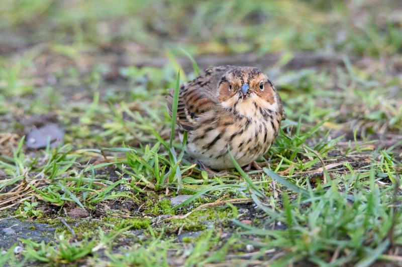  20141129_PB8_5323.JPG </br ><small> 2014-11-29 16:06</br >NIKON D800 + 150.0-600.0 mm f/5.0-6.3<br /> 550mm 1/500s f/8 ISO 5600</small>