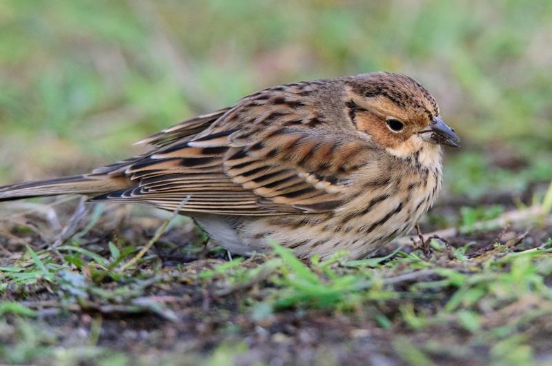  20141129_PB8_5342.JPG </br ><small> 2014-11-29 16:07</br >NIKON D800 + 150.0-600.0 mm f/5.0-6.3<br /> 550mm 1/500s f/8 ISO 5000</small>