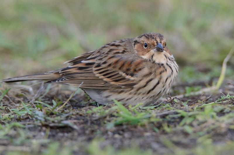  20141129_PB8_5343.JPG </br ><small> 2014-11-29 16:07</br >NIKON D800 + 150.0-600.0 mm f/5.0-6.3<br /> 550mm 1/500s f/8 ISO 5000</small>