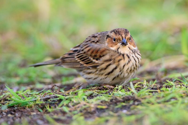  20141129_PB8_5367.JPG </br ><small> 2014-11-29 16:07</br >NIKON D800 + 150.0-600.0 mm f/5.0-6.3<br /> 550mm 1/500s f/8 ISO 5000</small>