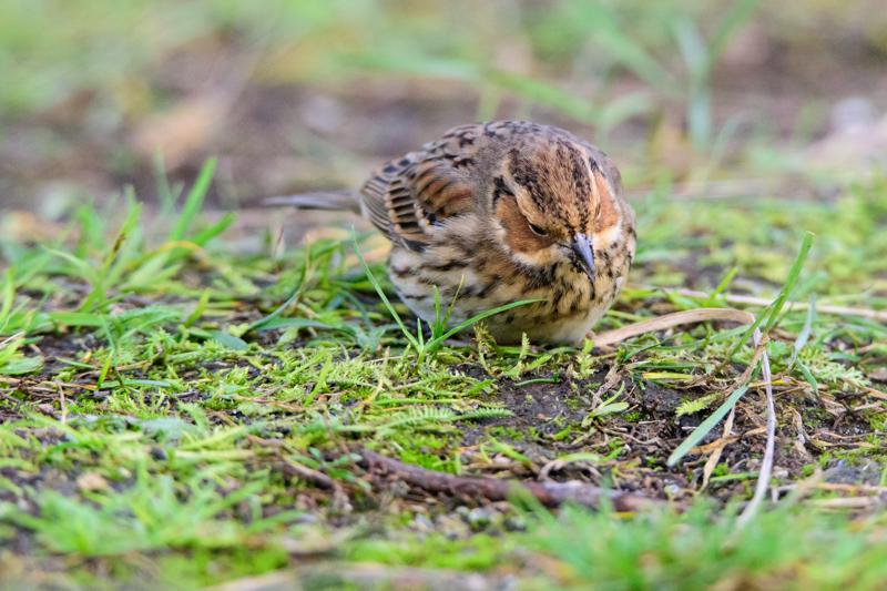  20141129_PB8_5413.JPG </br ><small> 2014-11-29 16:09</br >NIKON D800 + 150.0-600.0 mm f/5.0-6.3<br /> 450mm 1/500s f/8 ISO 6400</small>