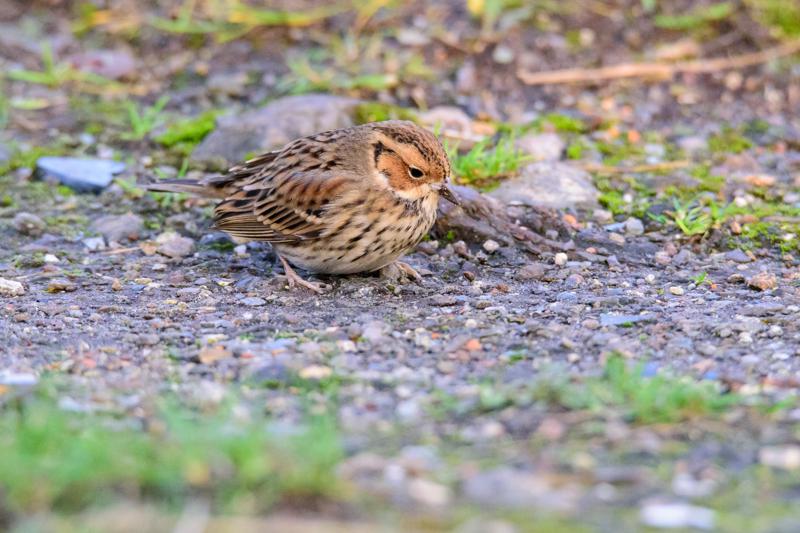  20141129_PB8_5443.JPG </br ><small> 2014-11-29 16:12</br >NIKON D800 + 150.0-600.0 mm f/5.0-6.3<br /> 500mm 1/500s f/8 ISO 5600</small>