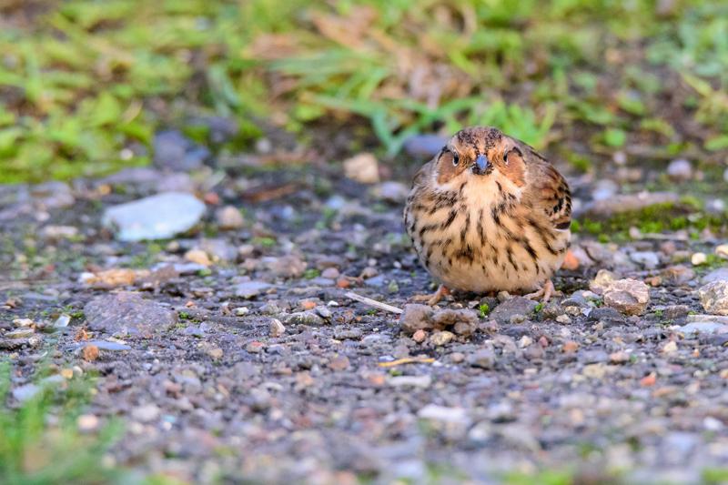  20141129_PB8_5448.JPG </br ><small> 2014-11-29 16:12</br >NIKON D800 + 150.0-600.0 mm f/5.0-6.3<br /> 500mm 1/500s f/8 ISO 5000</small>