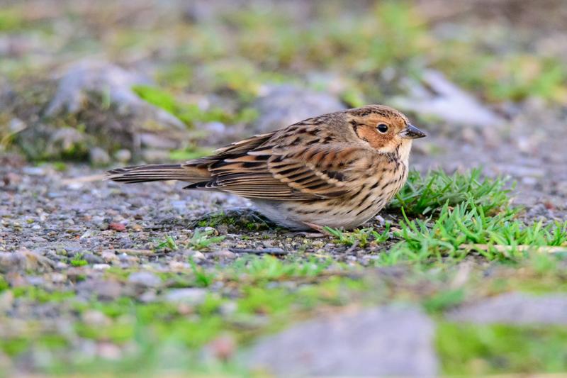  20141129_PB8_5483.JPG </br ><small> 2014-11-29 16:15</br >NIKON D800 + 150.0-600.0 mm f/5.0-6.3<br /> 500mm 1/500s f/7.1 ISO 5000</small>