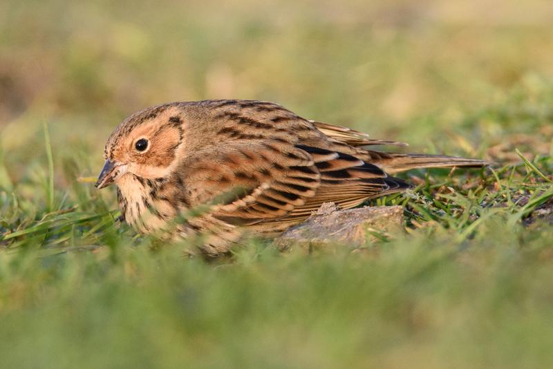  20141129_PB8_5086.JPG </br ><small> 2014-11-29 15:46</br >NIKON D800 + 150.0-600.0 mm f/5.0-6.3<br /> 500mm 1/500s f/8 ISO 1250</small>