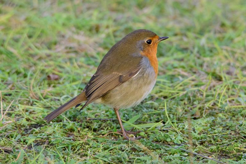  20141129_PB8_5245.JPG </br ><small> 2014-11-29 16:01</br >NIKON D800 + 150.0-600.0 mm f/5.0-6.3<br /> 600mm 1/500s f/8 ISO 3600</small>