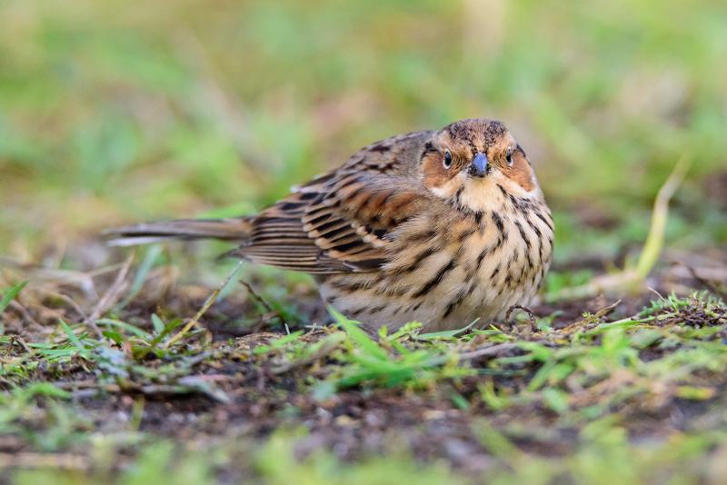  20141129_PB8_5355.JPG </br ><small> 2014-11-29 16:07</br >NIKON D800 + 150.0-600.0 mm f/5.0-6.3<br /> 550mm 1/500s f/8 ISO 5000</small>